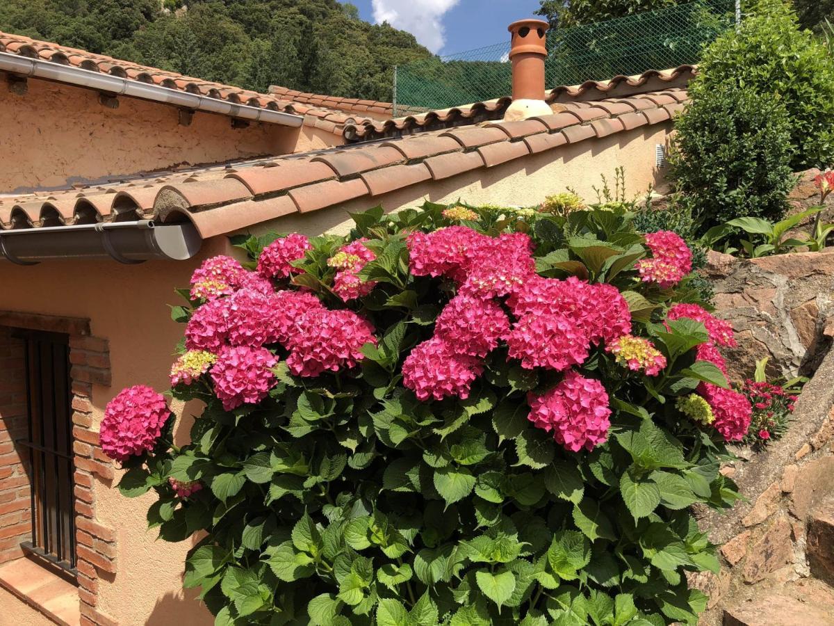 Alojamiento con jardín, barbacoa, piscina en pleno Montseny Arbúcies Exterior foto