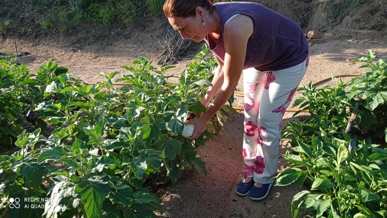 Alojamiento con jardín, barbacoa, piscina en pleno Montseny Arbúcies Exterior foto