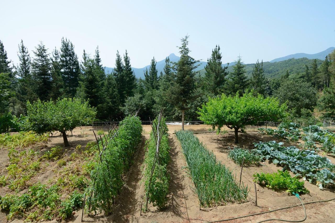 Alojamiento con jardín, barbacoa, piscina en pleno Montseny Arbúcies Exterior foto