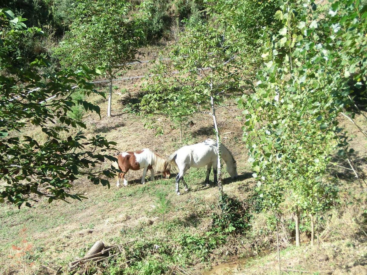 Alojamiento con jardín, barbacoa, piscina en pleno Montseny Arbúcies Exterior foto